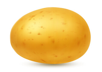 High-quality vector illustration of a fresh yellow potato with natural texture and soft shadow. Isolated on white background. Ideal for food packaging, farming, cooking, and healthy eating concepts