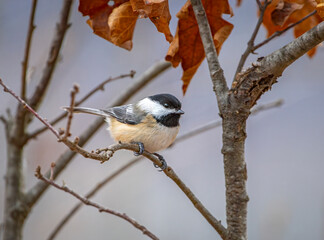 Black-capped Chickadee on Oak Tree with Winter Leaves