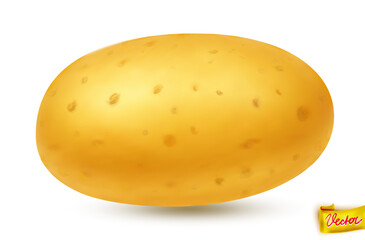 High-quality vector illustration of a fresh yellow potato with natural texture and soft shadow. Isolated on white background. Ideal for food packaging, farming, cooking, and healthy eating concepts