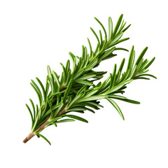 Fototapeta premium Green Rosemary isolated on transparent background.