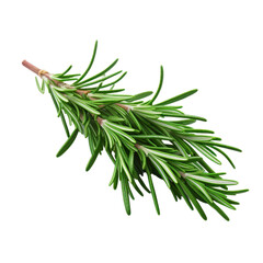 Fototapeta premium Green Rosemary isolated on transparent background.