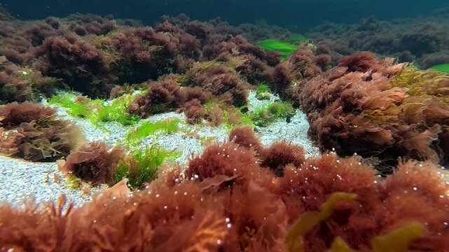 The algae on the sandy bottom of the Black Sea