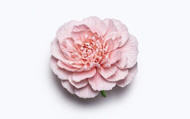 Pink dianthus flower levitating against a solid white background.  The flower is detailed, showing its delicate petals and subtle texture.  The image is clean and simple, with a focus on the flower