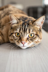 Naklejka premium close-up of a relaxed tabby cat lying on a light grey surface