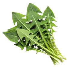 A vibrant bunch of fresh dandelion greens, showcasing their jagged edges and bright green color against a stark white background.