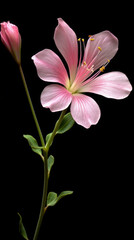 Fototapeta premium Elegant Pink Wildflower in Studio Setting