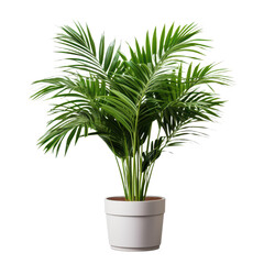 Kentia Palm Tree in pot isolated on transparent background.