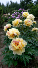 Enchanted Peony Garden in Luoyang: A Floral Wonderland