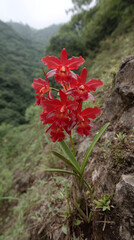 Isolated Cattleya Flower on Majestic Cliff Edge