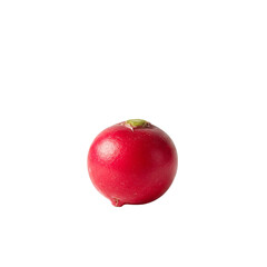 A vibrant, perfect radish, a tiny jewel of nature's bounty, sits alone against a stark white background.