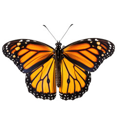 Fototapeta premium Monarch butterfly isolated on transparent background.
