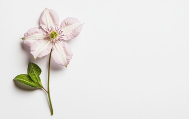 Obraz premium Pink clematis flower with green leaves levitates against a solid white background. The image is minimalistic and features a copy space