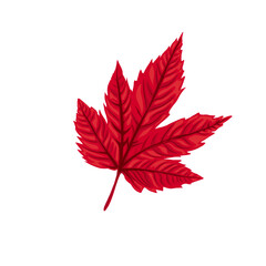 red maple leaf illustration without background