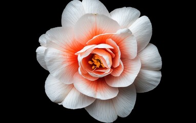Close-up of a white and orange camellia flower with speckles, levitating against a stark black background. The image features detailed texture and high contrast