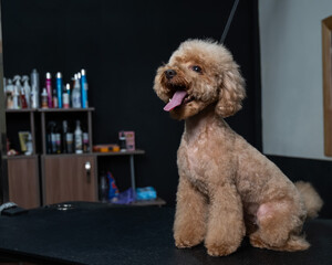 Freshly groomed poodle in a grooming salon. 