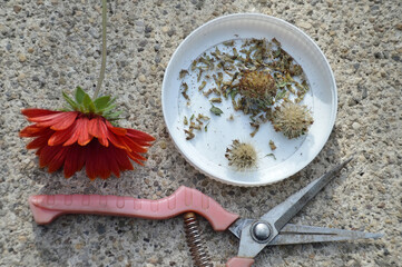 Collecting Blanket flower (Gaillardia flower) seeds and dry seedheads