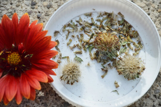 Collecting Blanket flower (Gaillardia flower) seeds and dry seedheads