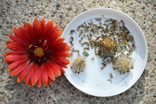 Collecting Blanket flower (Gaillardia flower) seeds and dry seedheads