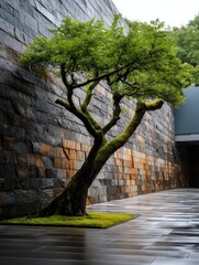 Elegant Tree Growing Against Textured Modern Architectural Stone Wall