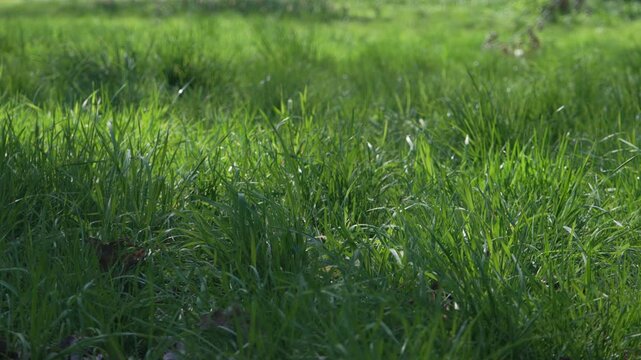 Beautiful spring grass in Kew Gardens on a sunny day. Regular speed.