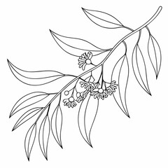 black and white lily flower