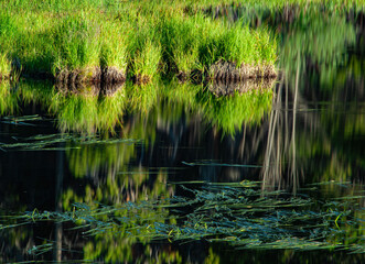 492-63 Grasses and Reflections