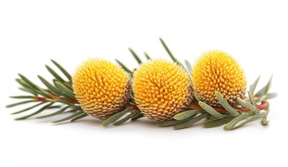 Three yellow wattle flowers with green leaves isolated on a white background.