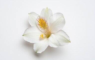Obraz premium White alstroemeria flower with yellow and red center, levitating on a solid white background. The image is simple, clean, and elegant