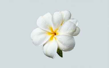 Naklejka premium A single olive rests in a martini glass, set against a blurred background of bar tools on a light-grey surface. The lighting is bright and clean, highlighting the clarity of the glass and the olive