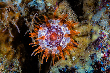 Club-tipped sea anemone