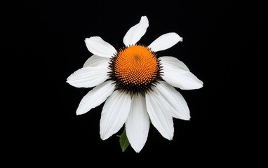 Fototapeta premium Freesia flowers, white and yellow, levitate against a solid white background. The stems and leaves are visible, creating a horizontal composition. Image is well-lit with a clean, crisp look