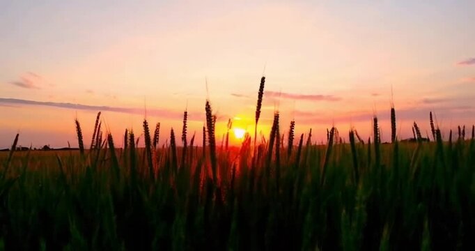 "Golden Waves: Sunset Over Lethbridge Fields"