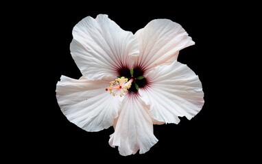 Pale pink hibiscus flower with dark red center, levitating against a stark black background. Studio shot, high contrast lighting