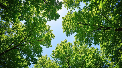 Fototapeta premium Lush Green Canopy Reaching Towards a Clear Blue Sky