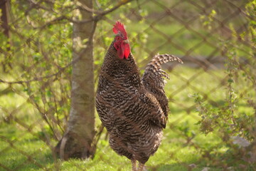 rooster behind a metal fence