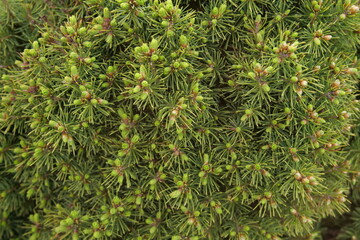 Young Buds Of Coniferous Trees In The Spring Close Up 