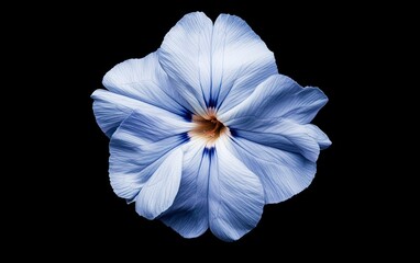A pale blue phlox flower levitates against a stark black background.  The image is sharply focused, highlighting the flower's delicate texture and subtle color variations. The lighting is even