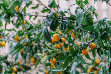 Green trees with many ripe tangerines after rain in the garden