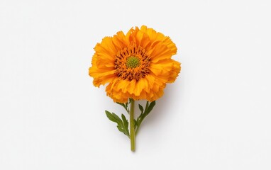 Single orange Gaillardia flower with green stem and leaves levitates against a solid white background. The image is clean and simple, with a focus on the flower's vibrant color and delicate details
