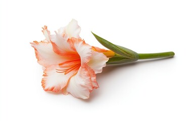 Single gladiolus flower with white and orange petals, green stem and leaves, levitating on a solid white background. Studio shot, close-up view