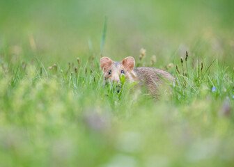 european field hamster