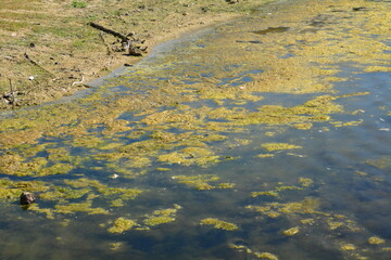 Green scum in a lagoon is typically caused by algae, often cyanobacteria, which thrive in warm, sunny conditions with high nutrient levels, Kleinmond, South Africa