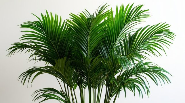Vibrant green palms create a serene atmosphere in a well-lit indoor environment