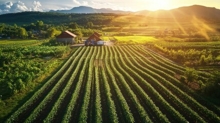 Obraz premium An expansive vineyard landscape bathed in beautiful warm sunlight at sunset