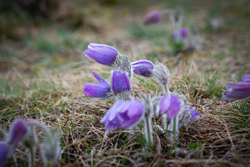 Violet spring easter Pasque flowers (Pulsatilla), Czech republic, Europe.