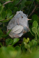 The nest of a huntsman spider, aka rain spider (Palystes superciliosus), suspended in a shrub, Overberg, South Africa