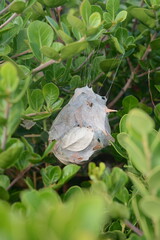 The nest of a huntsman spider, aka rain spider (Palystes superciliosus), suspended in a shrub, Overberg, South Africa