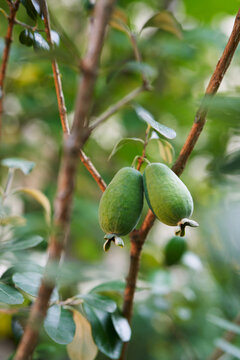 Two feijoa fruits hang on a green branch