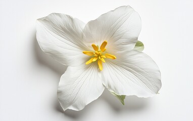 Obraz premium Close-up of a single white flower with a yellow center standing alone in a vast green field, with blurry mountains in the background. Dew drops on the grass