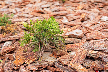 background of young green shoots of rock juniper